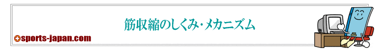 筋収縮のしくみ･メカニズム