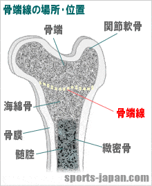 骨端線の場所･位置【イラスト図】