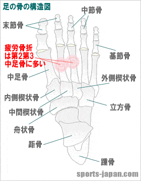 足部･中足骨の構造【イラスト図】