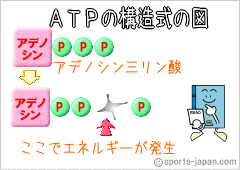 ＡＴＰの構造式の図